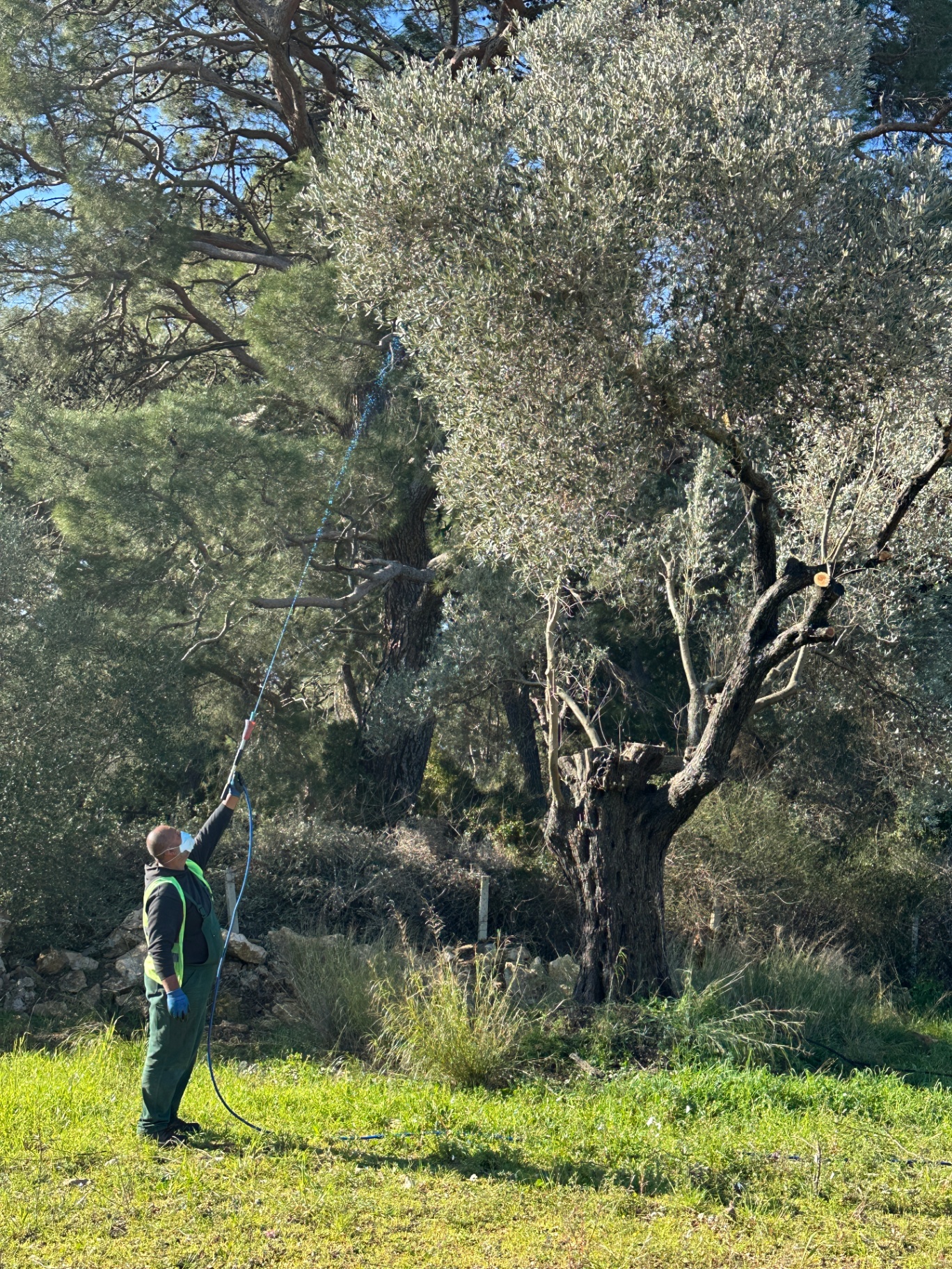Zeytin ağacında bitki sağlığı uygulaması