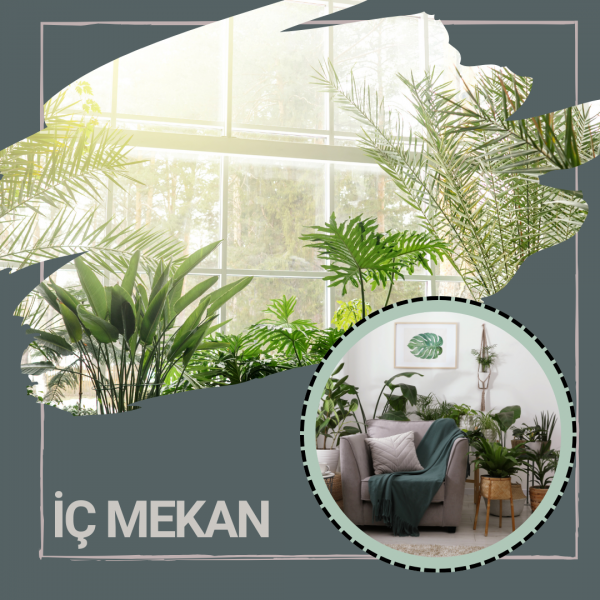 İç Mekan Bitki Tasarımı